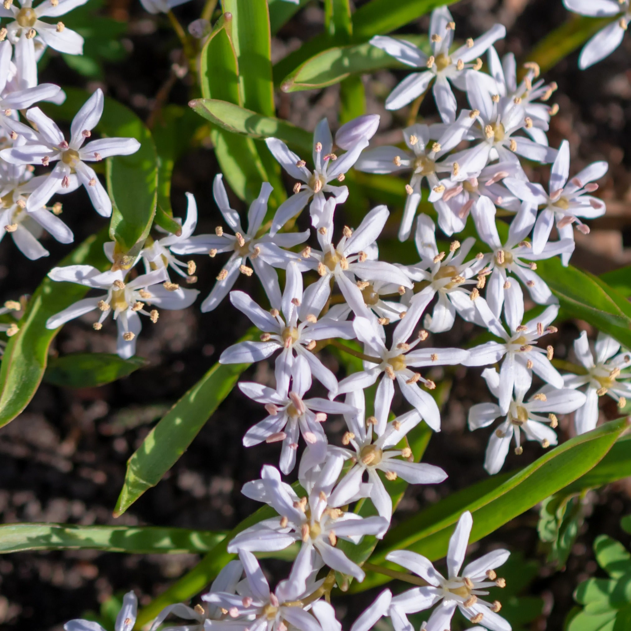 Bakker Scille bifolia bulbes x10 blanc fév-avril