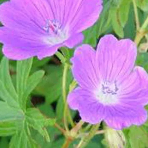 Bakker Géranium sanguin Elsbeth vivace violet pot Ø 9cm
