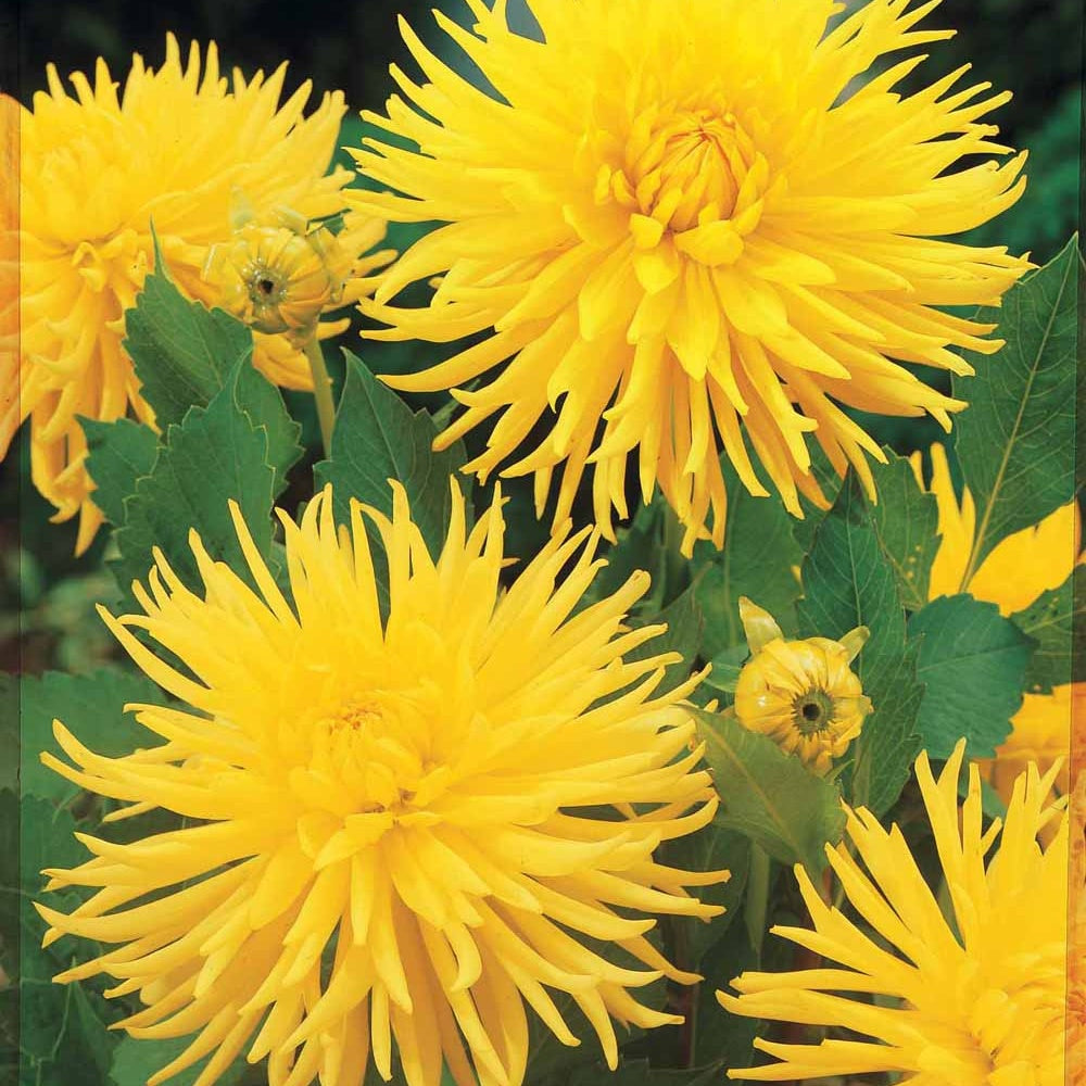 Bakker Dahlia Yellow Happiness nain jaune 3 bulbes soleil