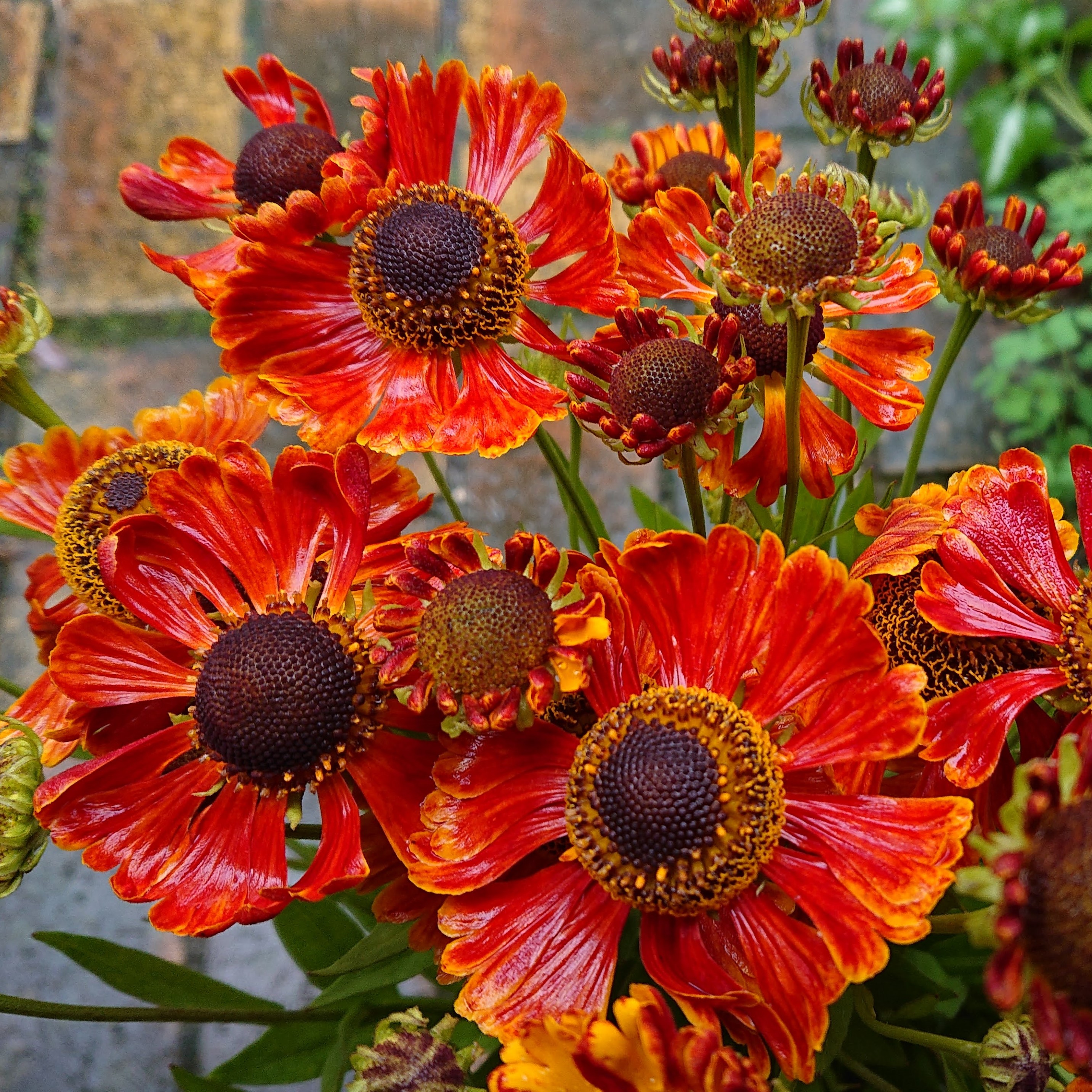 Passion Vivaces Helenium Waltraut plante vivace godet orange