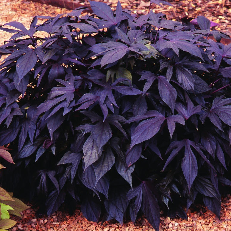 Bakker Ipomées Sweet Caroline Purple plante 3 pots 10.5cm