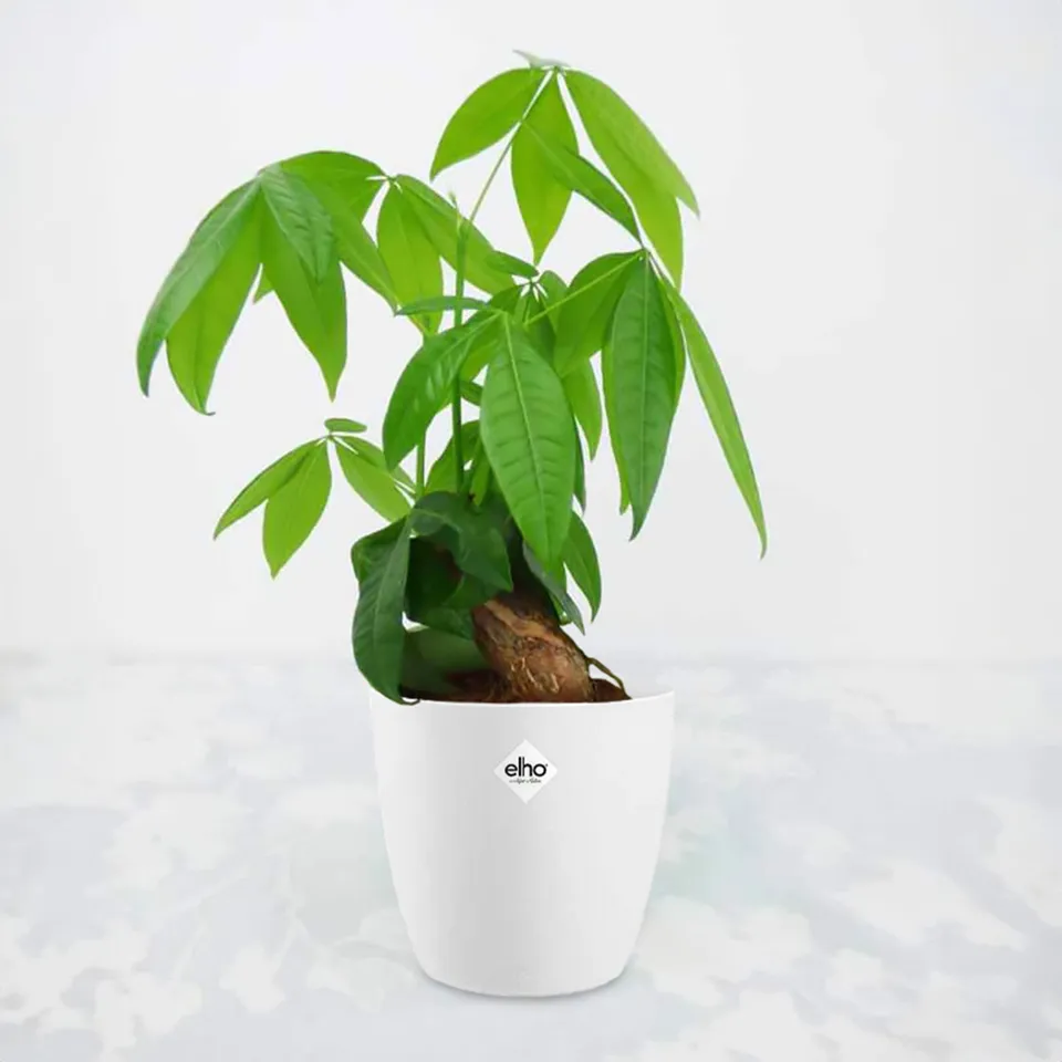 Bakker Pachira aquatica plante intérieur 2 pots 12cm 25cm