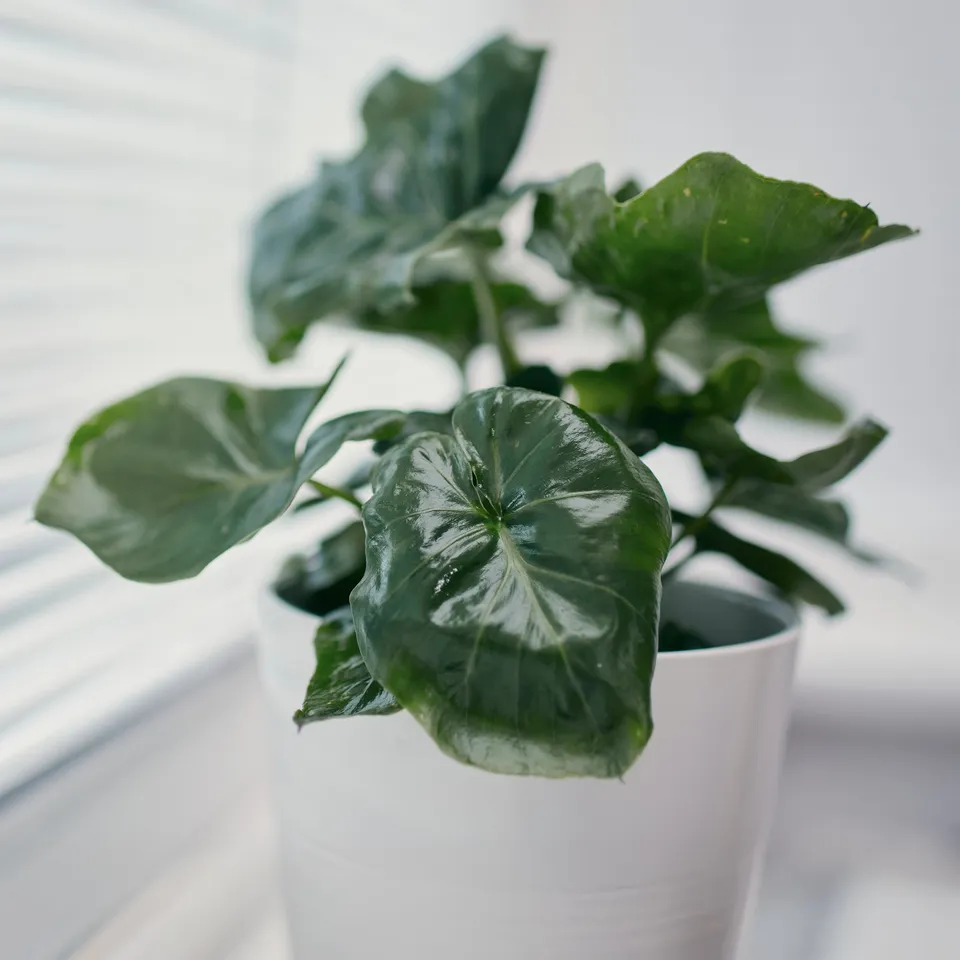 Bakker Monstera Atom plante d’intérieur pot 12cm compacte