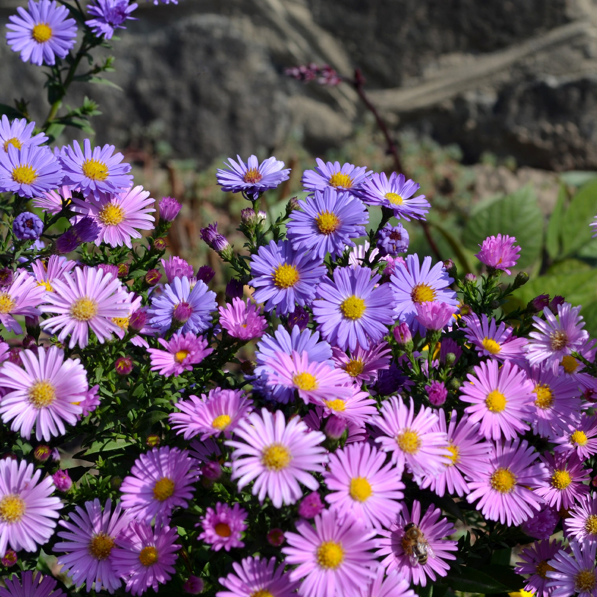Bakker Aster alpinus mélange graines vivace sachet 0,2g floraison