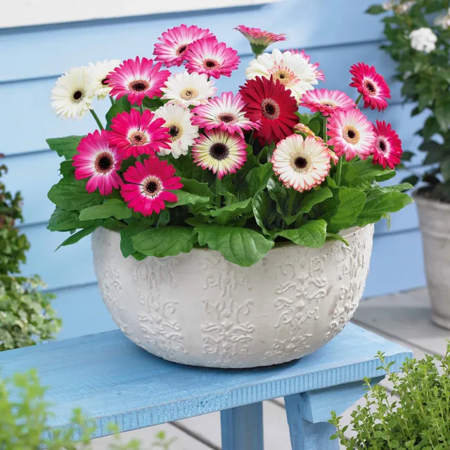 Bakker Gerbera pastel plante 3 pots Ø12cm soleil