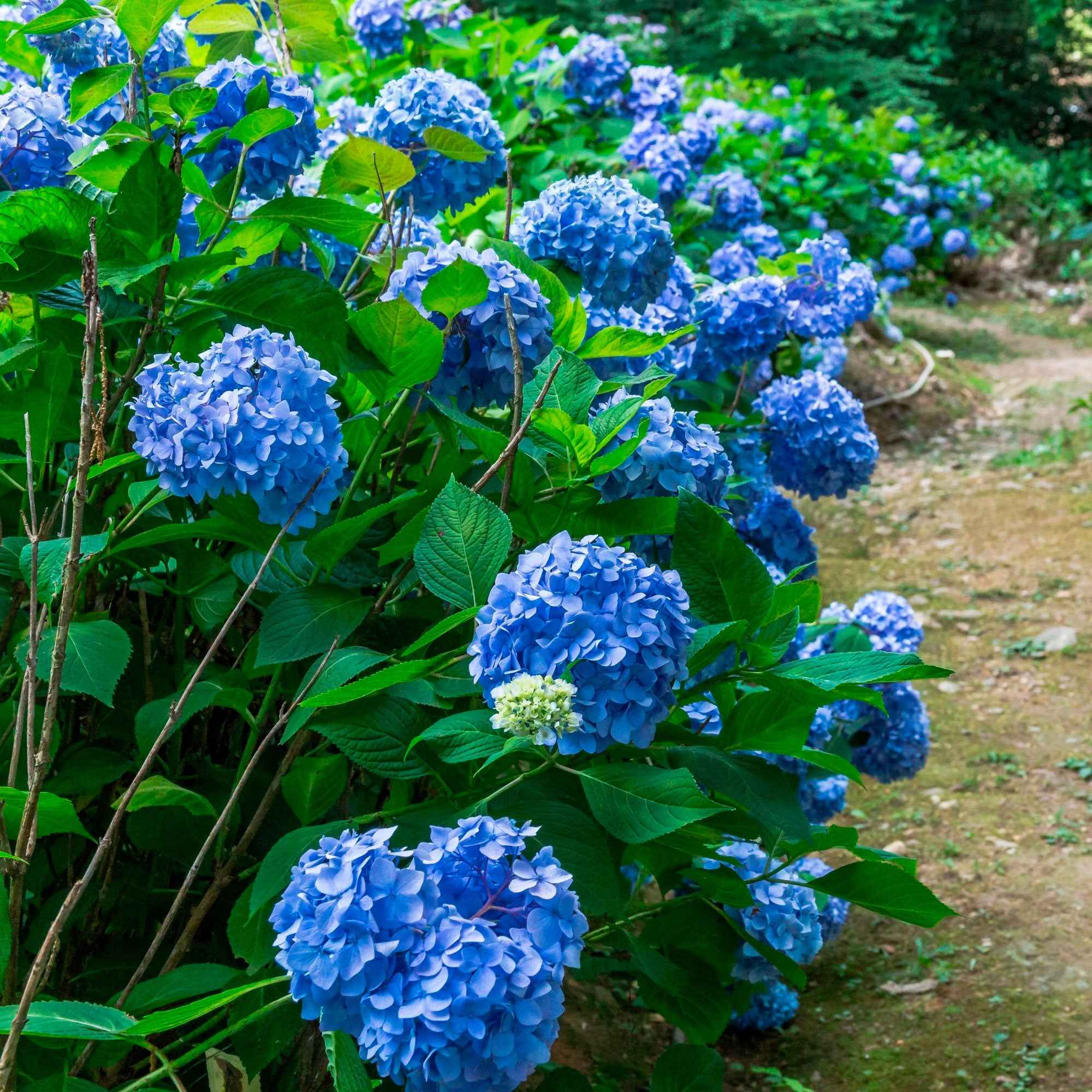 Bakker Collection 3 Hortensias Macrophylla rouge bleu rose 1,3 L