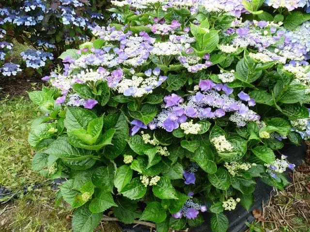 Hortensias du Haut Bois Gimpel hortensia fleurs plates godet