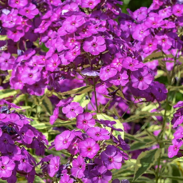 Bakker Plantes vivaces Phlox Bambini Primadonna pot 11 cm