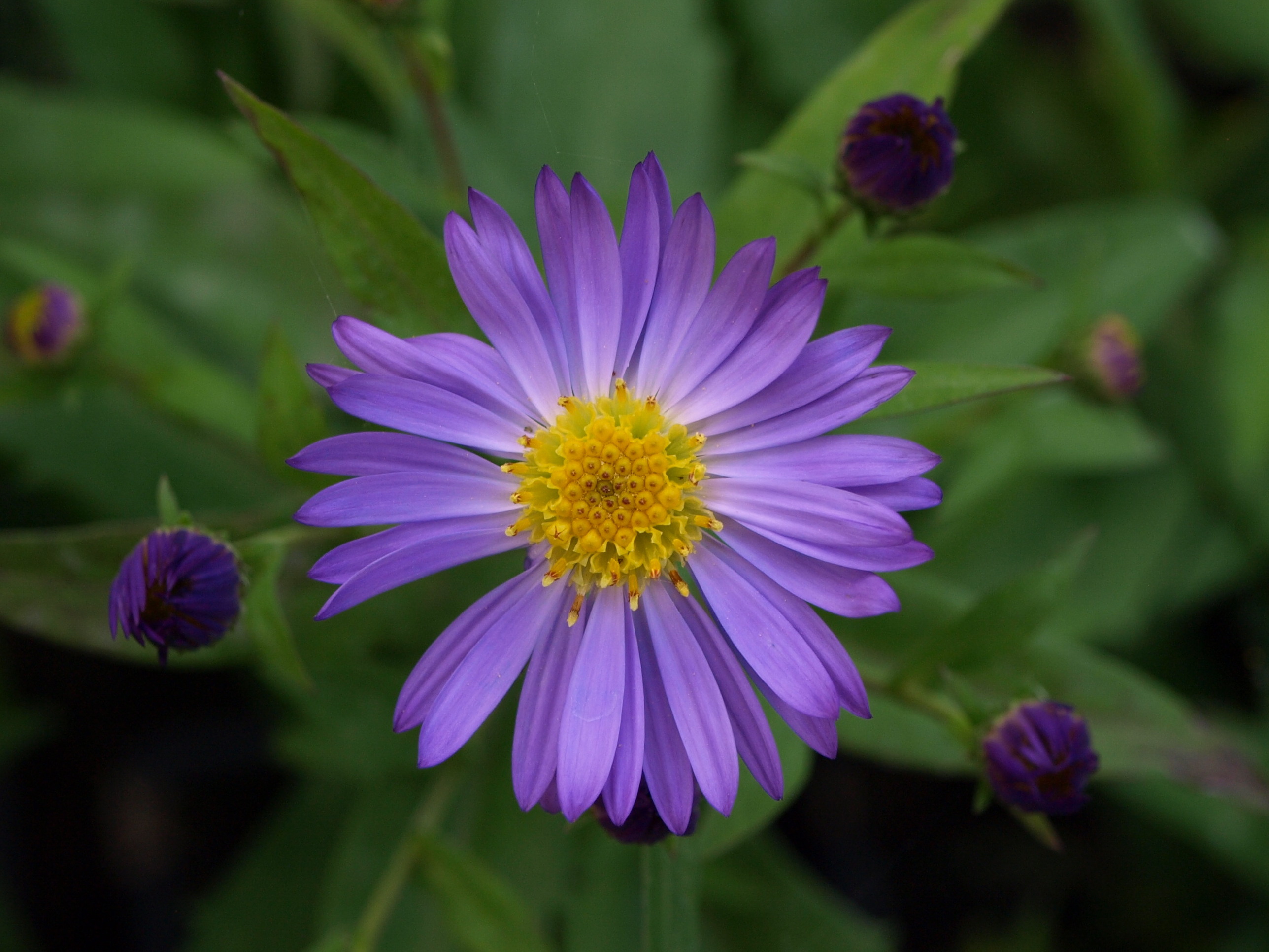 Passion Vivaces Aster dumosus Jean plante vivace godet violet tendre