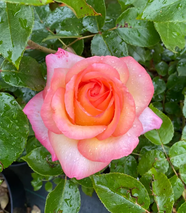 Michel Adam Rosa del Camino Adabelegip rosier buisson bicolore
