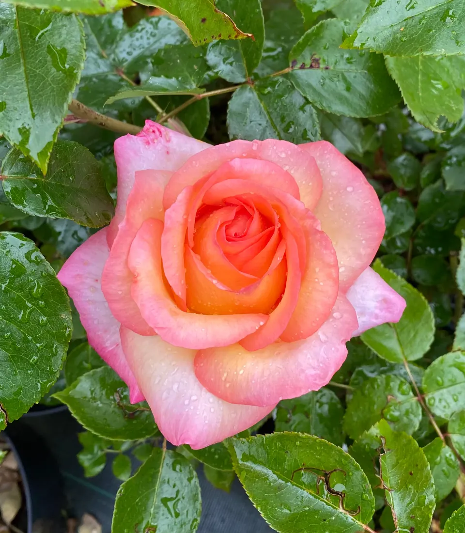 Michel Adam Rosa del Camino Adabelegip rosier buisson bicolore
