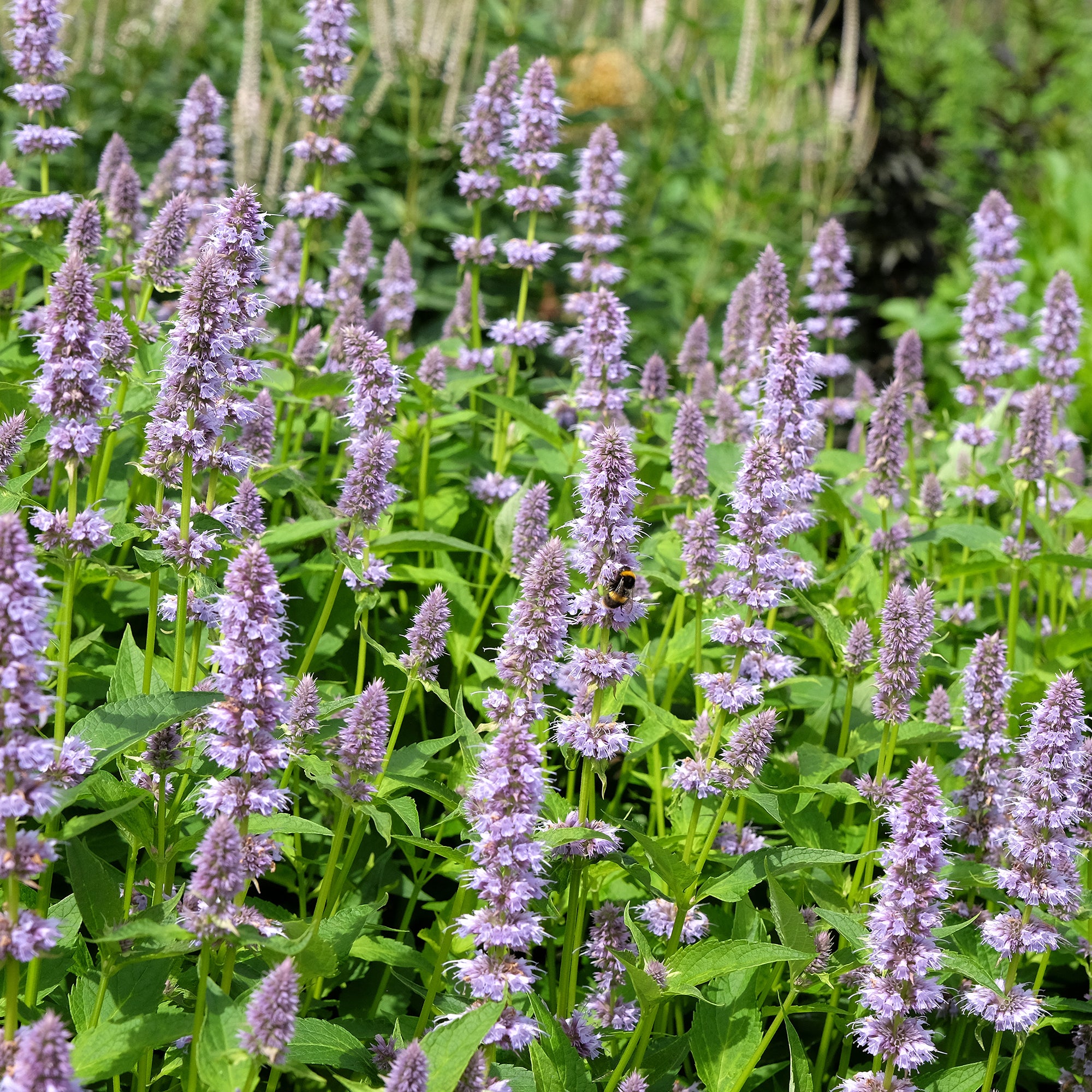 Bakker Agastache fenouil plante vivace violette pot 9cm