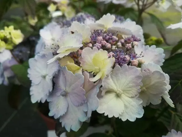 Les Hortensias du Haut Bois Alycon hortensia serrata godet jardin