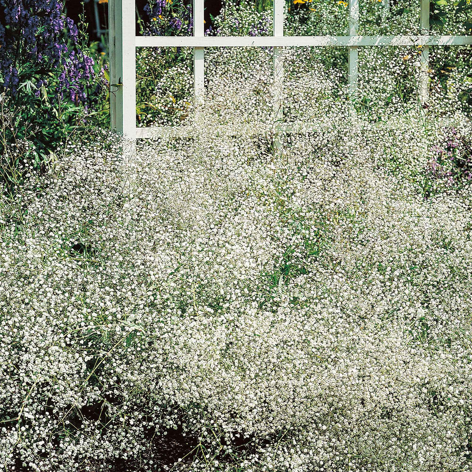 Bakker Gypsophile blanche vivace lot 3 racines nues soleil