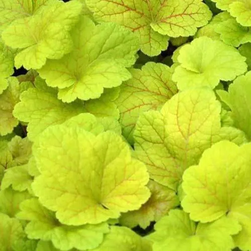Bakker Heuchère Electric Lime vivace pot Ø9cm vert anis