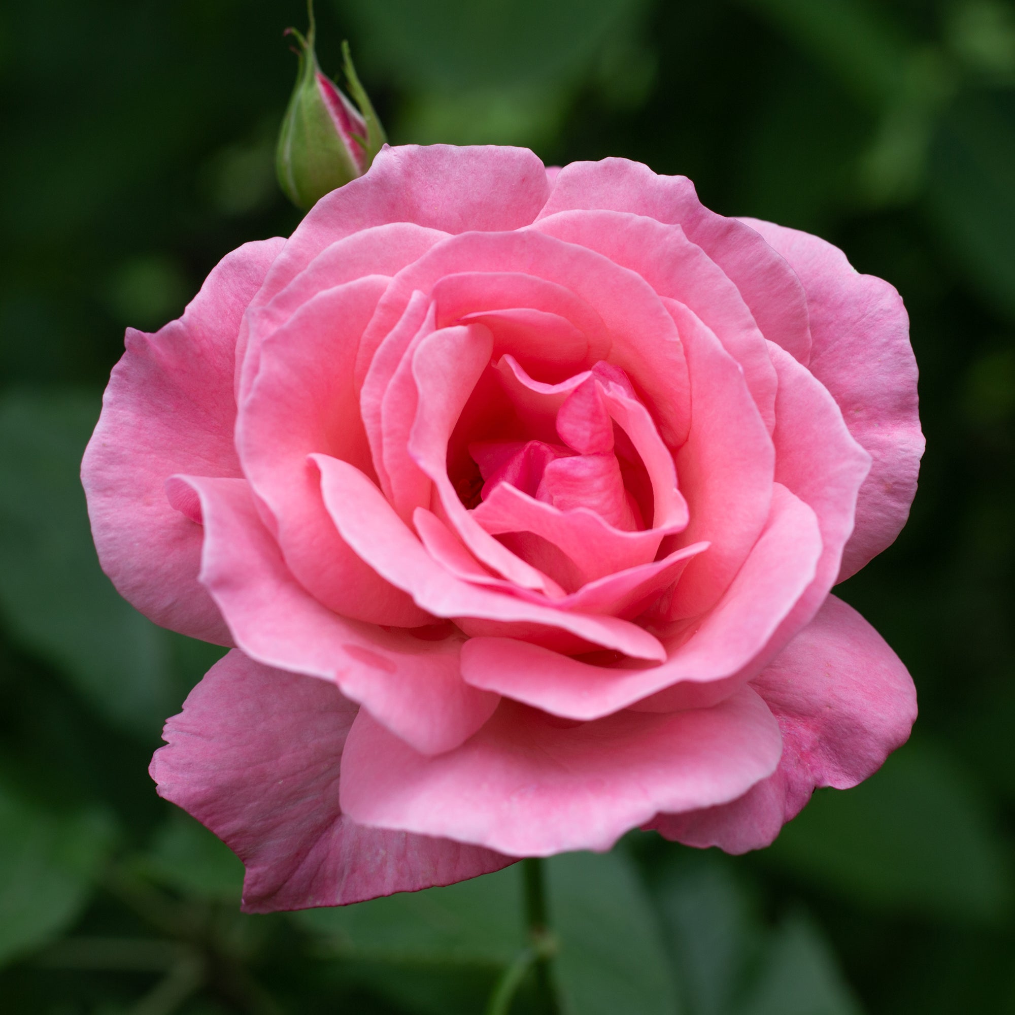 Bakker Rosier Queen Elisabeth rosier rose 4 racines nues