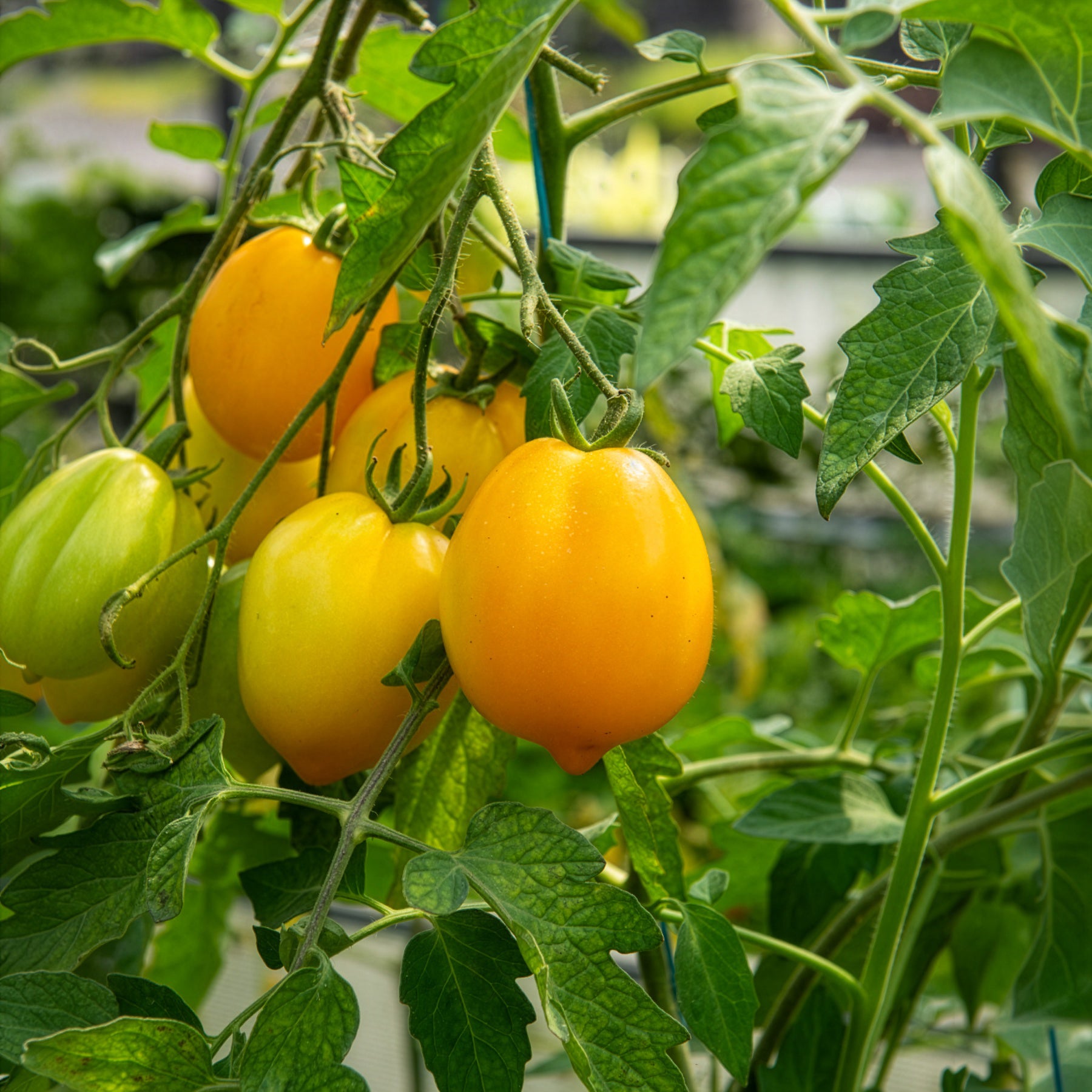 Bakker Lemon Tree tomate citron sachet 50 graines jaune