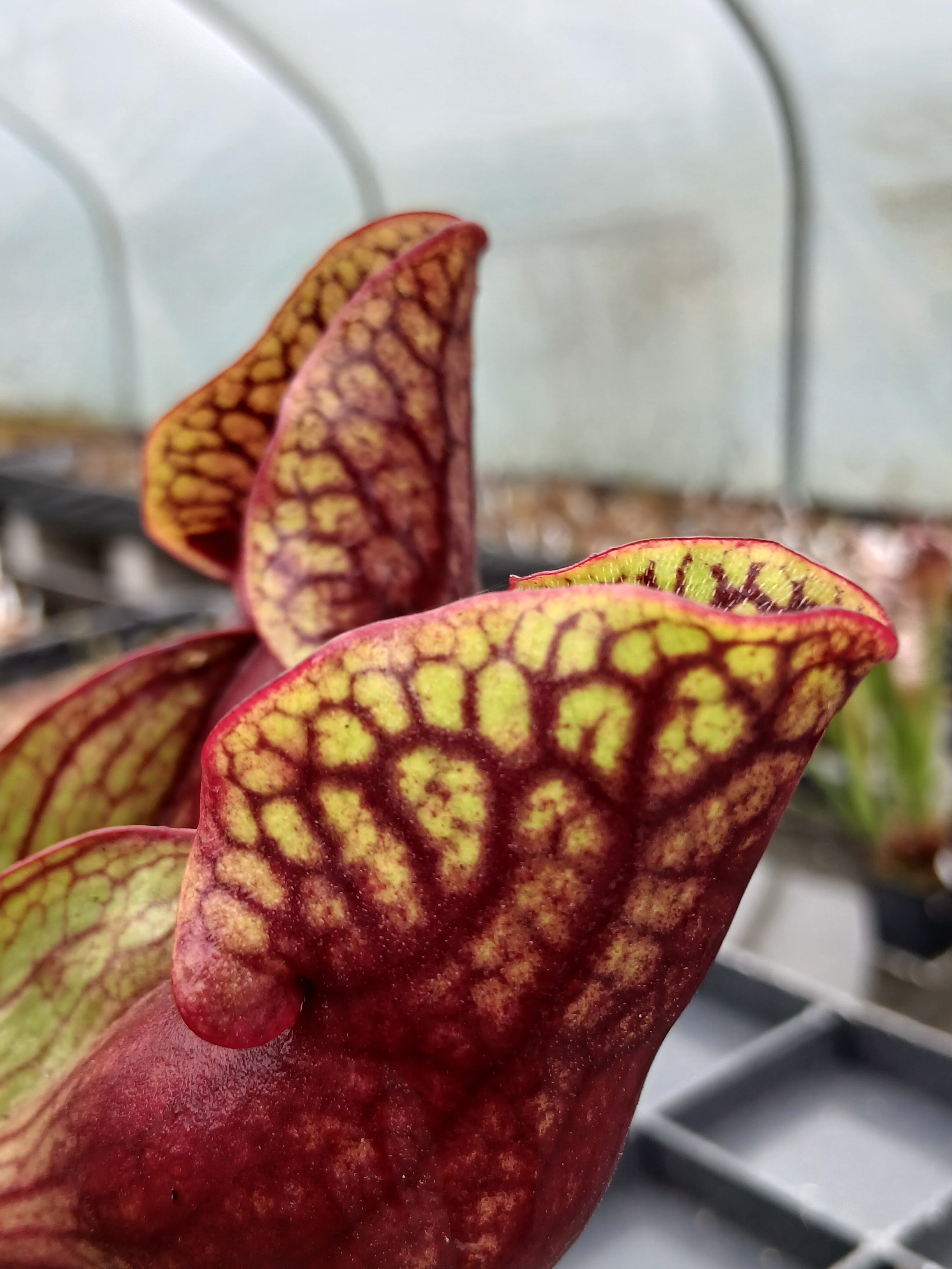 Carniflore Sarracenia purpurea ssp. purpurea plante carnivore 1 point