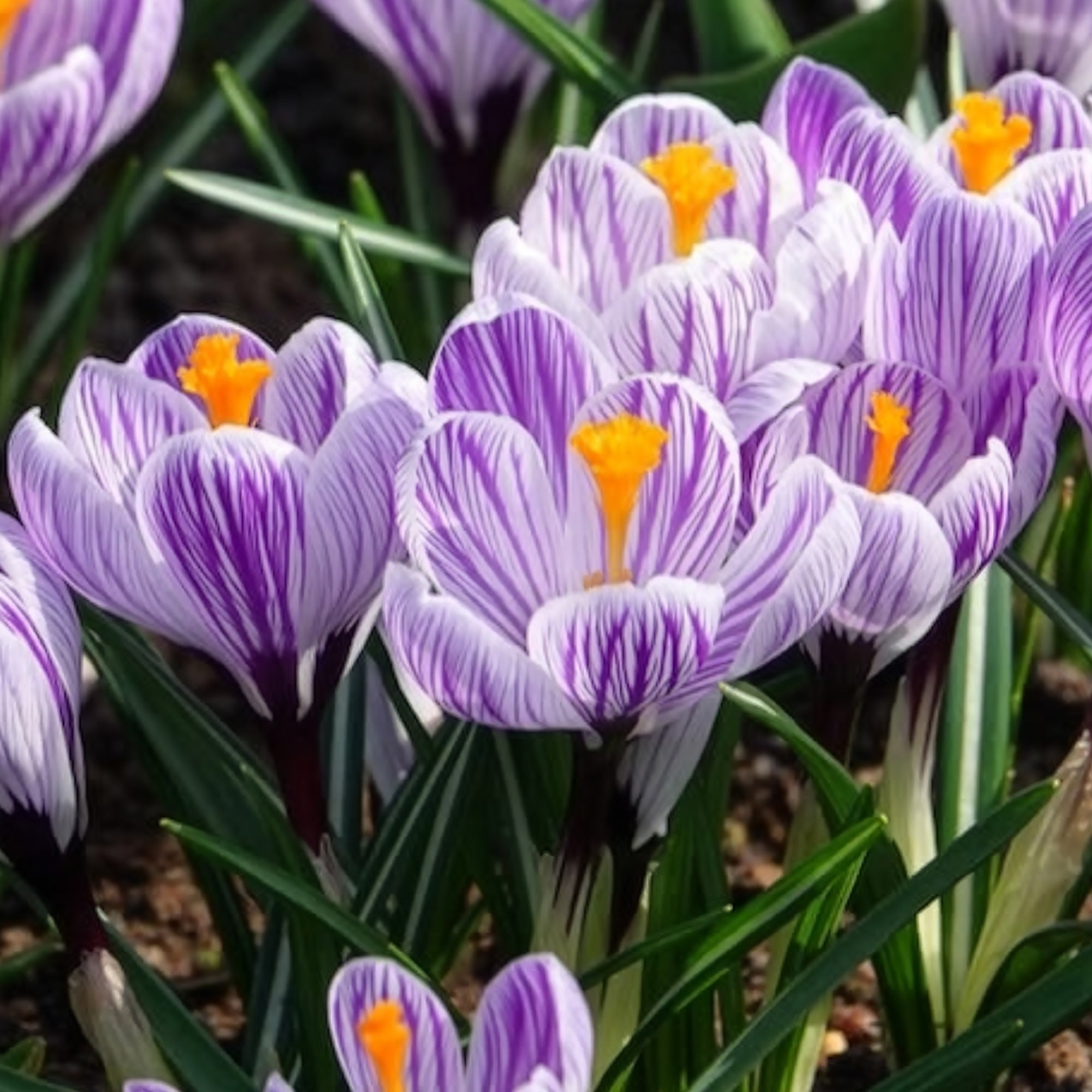 Bakker Crocus Pick Wick bulbe violet 15 bulbes février