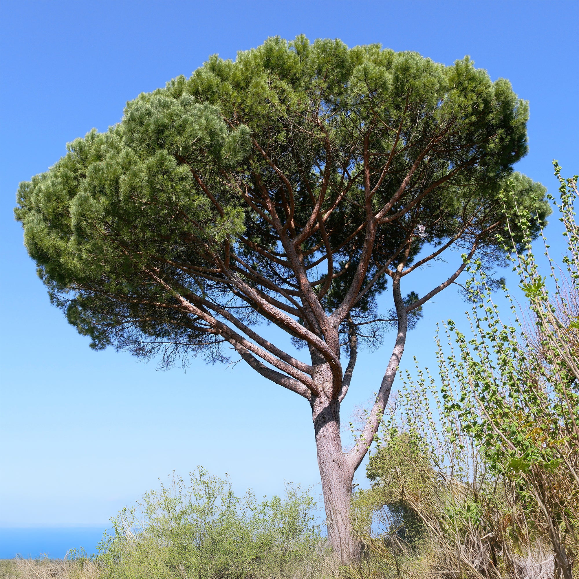 Bakker Pin parasol Pinus pinea plante pot 9cm 20-30cm