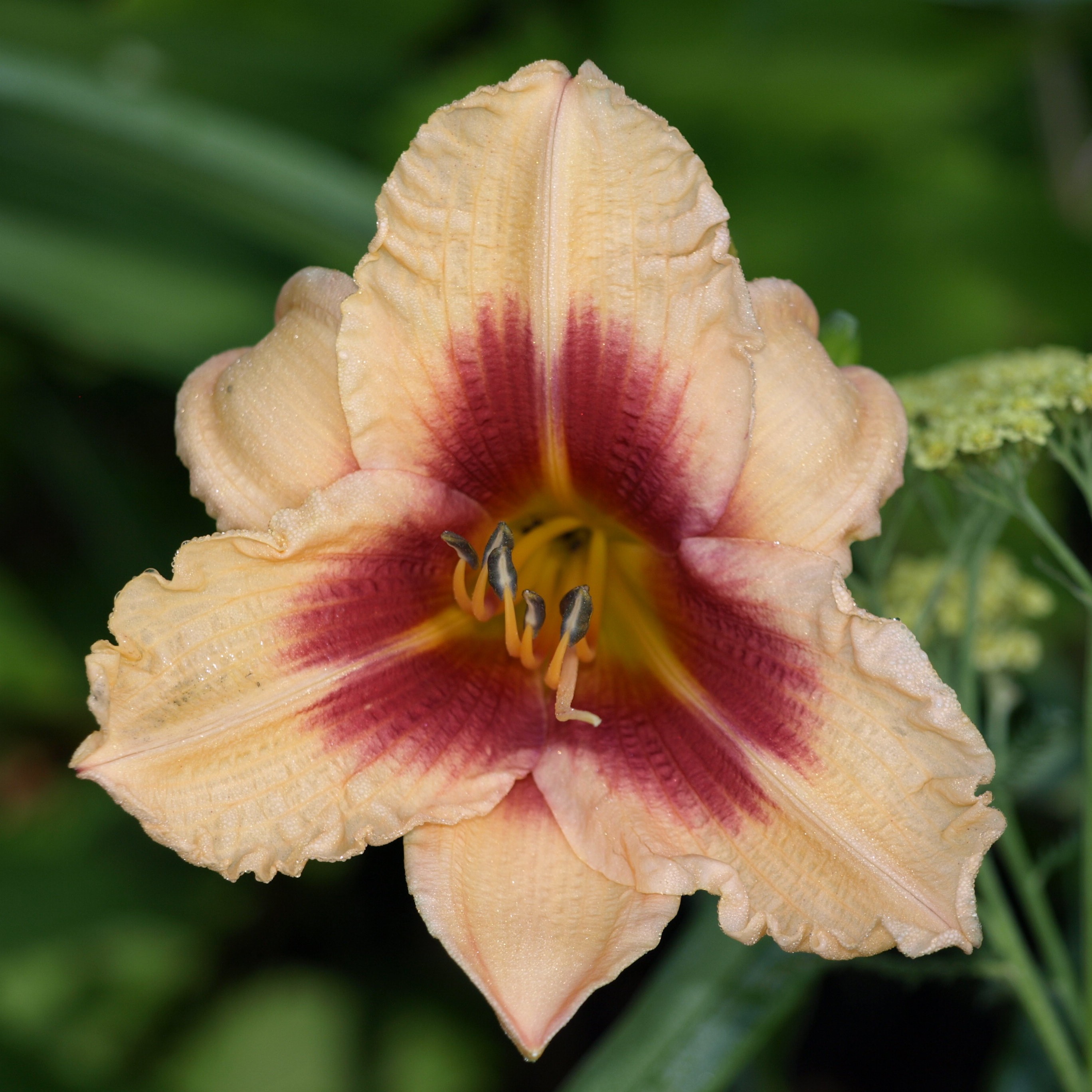 Passion Vivaces Hemerocallis Constant Eye vivace pot 1L melon