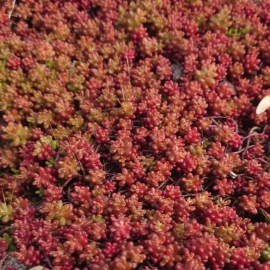 Passion Vivaces Sedum album Coral Carpet couvre-sol godet persistant