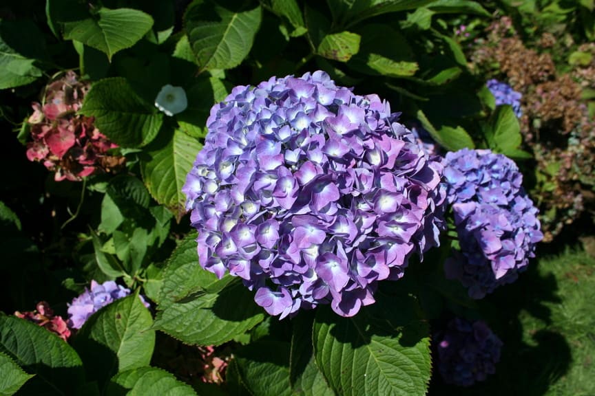 Les Hortensias du Haut Bois Bénélux hortensia fleurs rondes