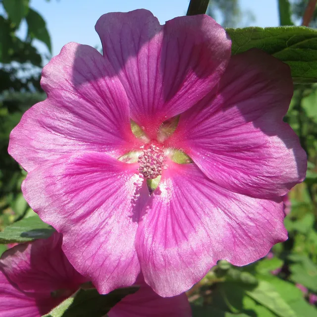 Lavatera Bredon Springs plante arbustive pot 1 litre rose