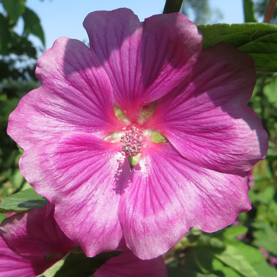 Lavatera Bredon Springs plante arbustive pot 1 litre rose