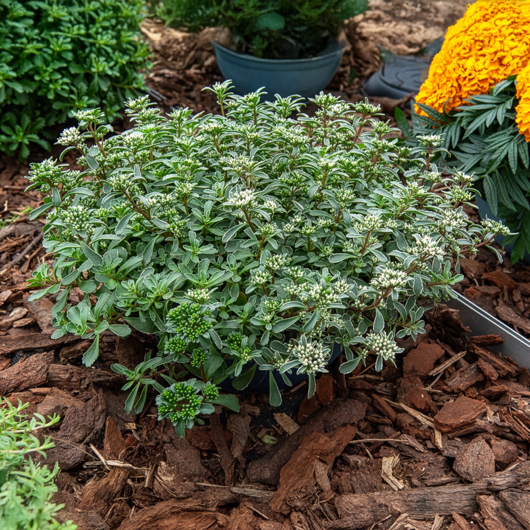 Bakker Sedum spurium panaché vivace pot 9cm couvre-sol