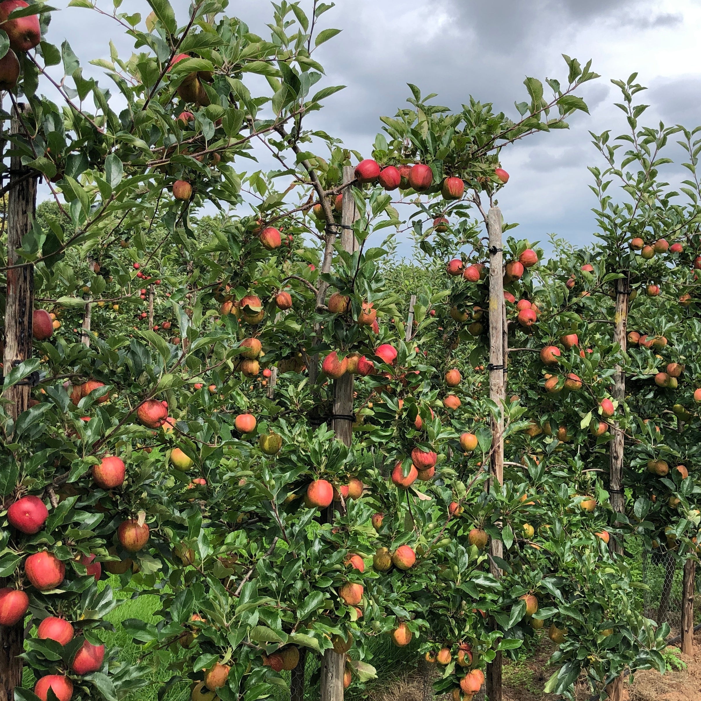 Bakker Pommier Gala fruitier racine nue 80-100cm pomme