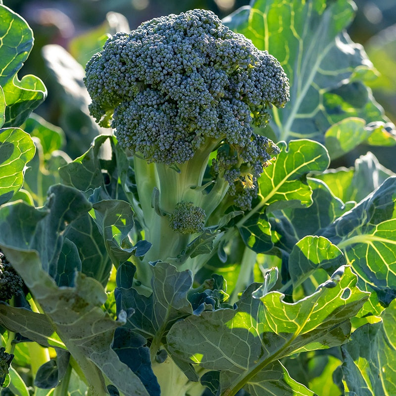 Bakker Chou brocoli Atlantis F1 graines sachet 85 vert