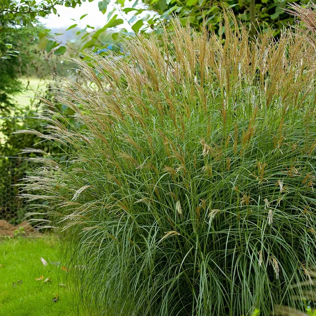 Bakker Plantes d'extérieur Roseau de Chine Adagio graminée pot 8cm