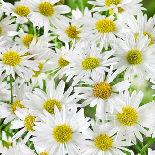 Bakker Plantes vivaces Kaliméris Alba pot 9cm fleurs blanches