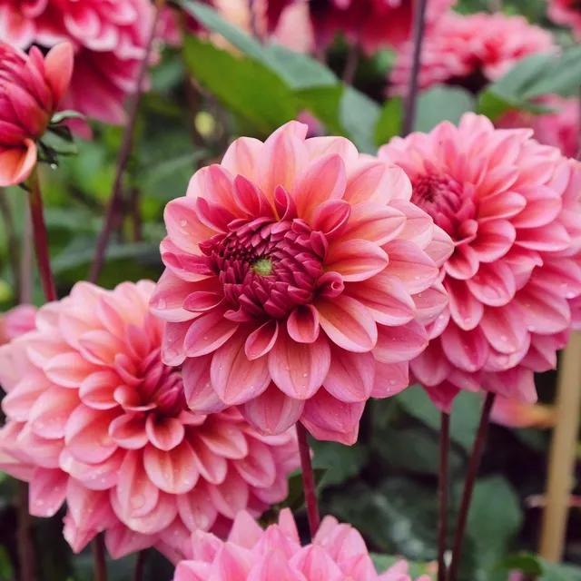 Bakker Dahlia Salmon Runner rose saumon sachet 3 bulbes