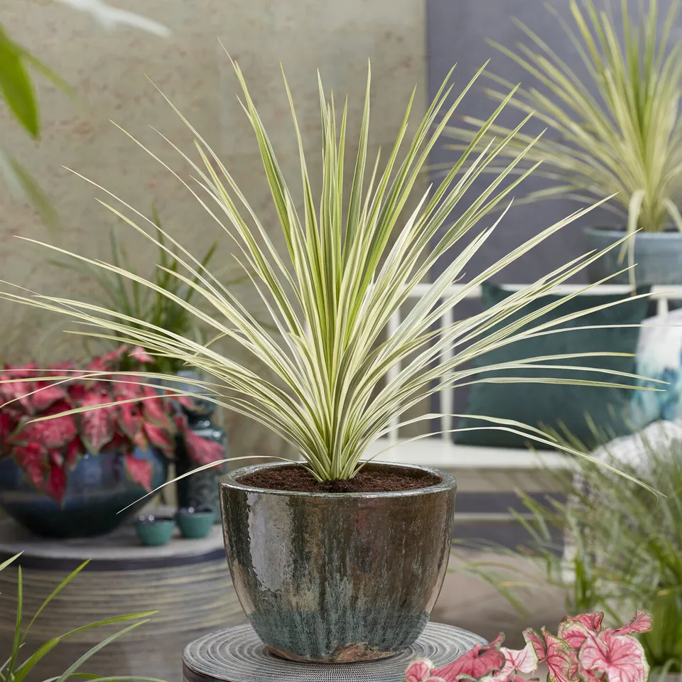 Bakker Cordyline australis Lime Passion arbuste pot 9cm jaune