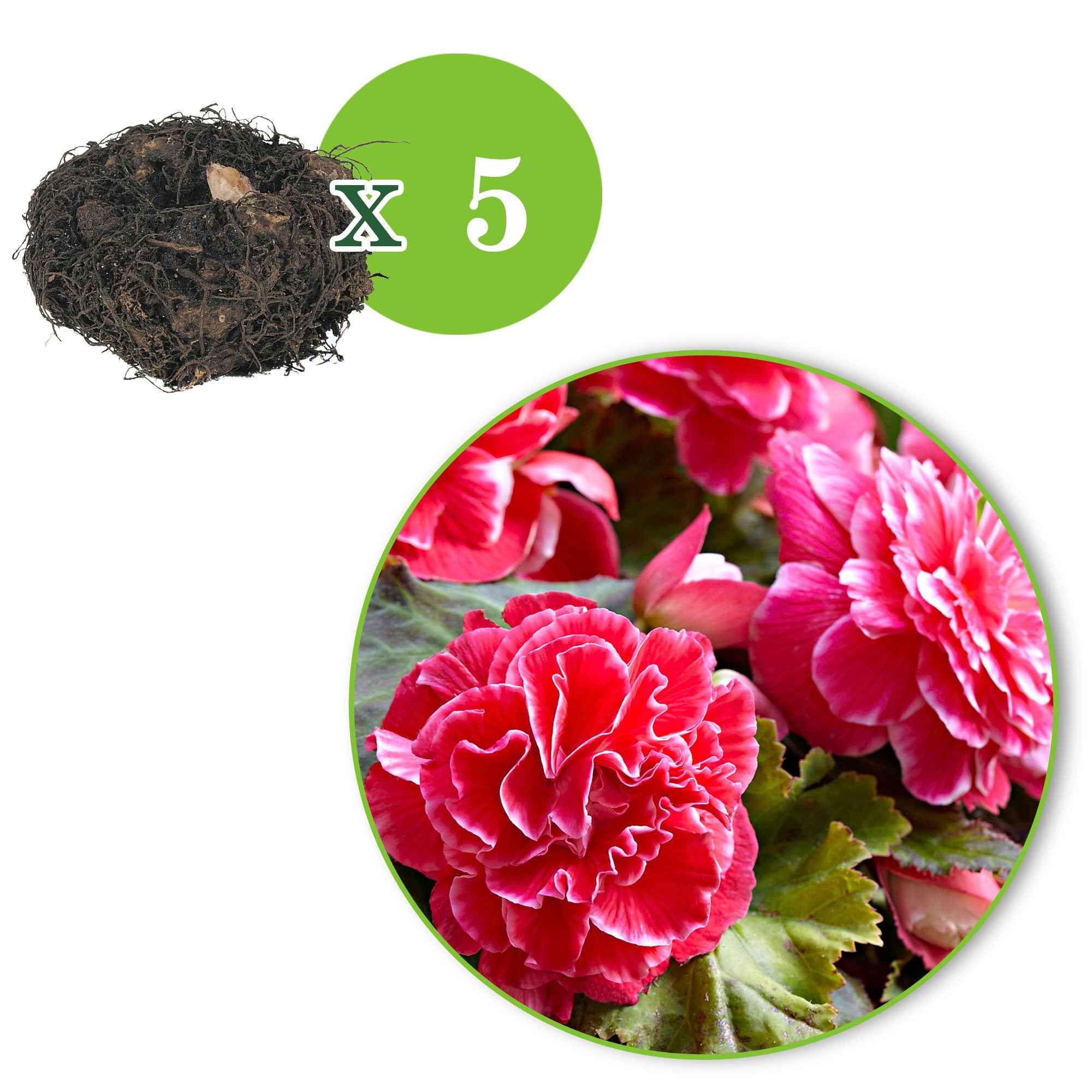 Bakker Begonia Camelia bulbe sachet 5 fuchsia