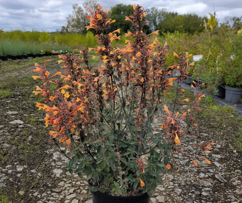 Pépinières Ripoche Agastache mexicana Apricot Sprite orange