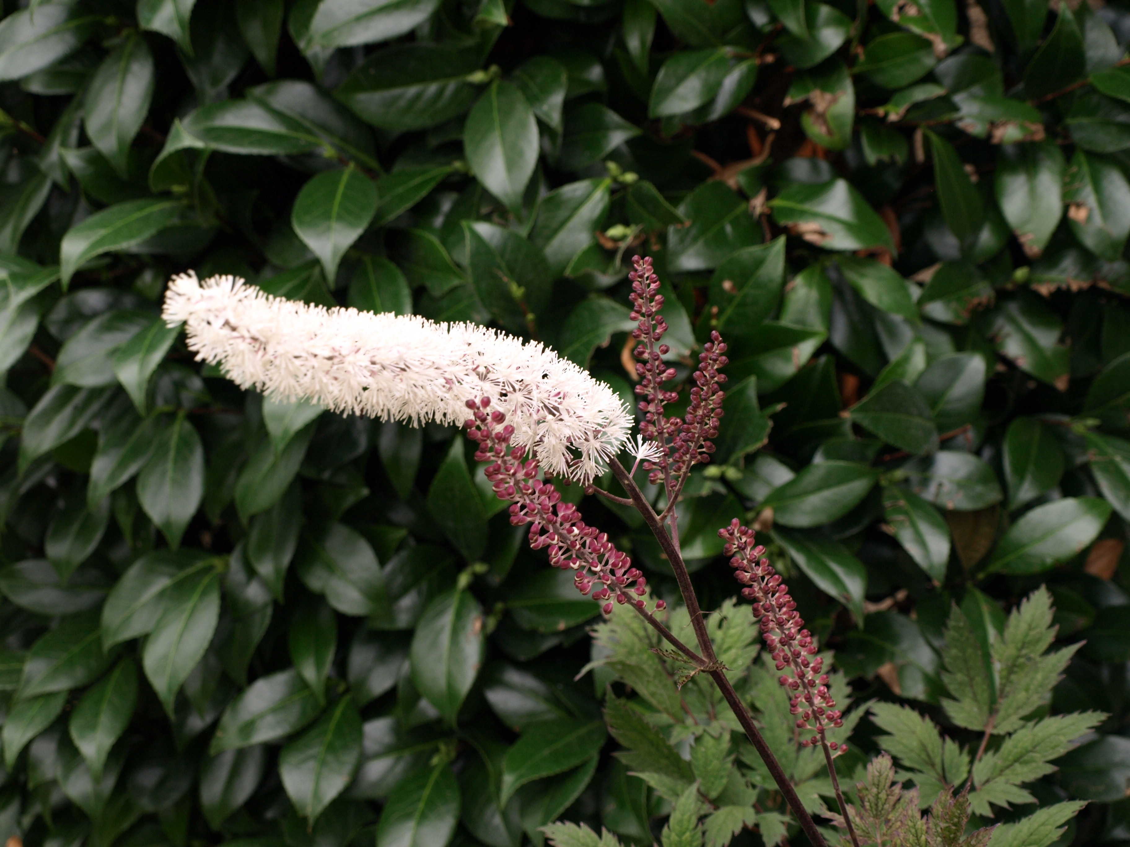 Actaea vivace plante de jardin ombre massif pleine terre