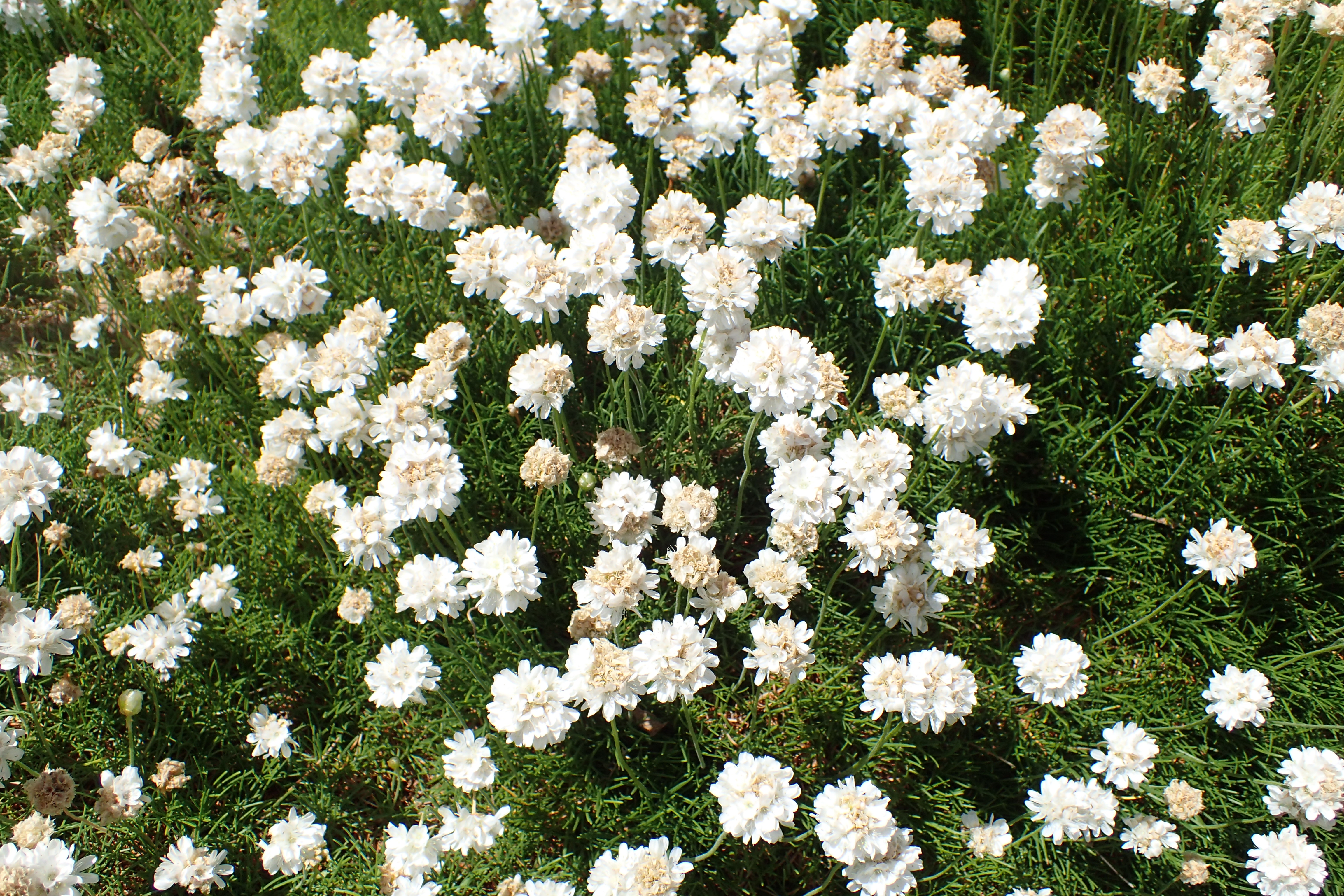 Passion Vivaces ARMERIA Alba plante vivace godet rose