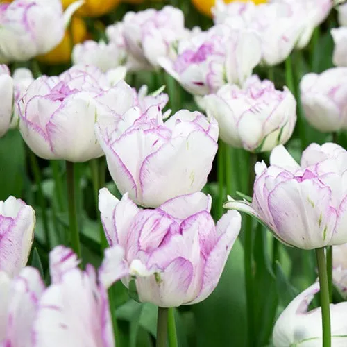 Bakker Shirley Double tulipe pivoine 5 bulbes violet