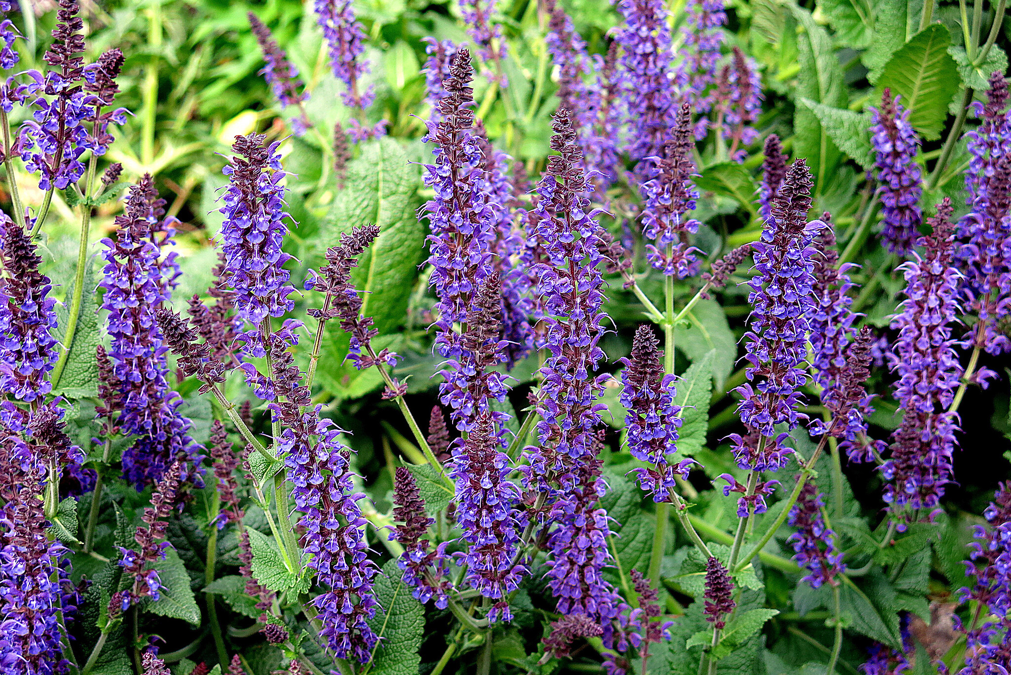 Passion Vivaces Salvia Sylvestris Mainach sauge pot 1L bleu