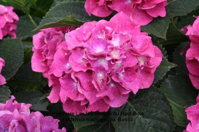 Les Hortensias du Haut Bois Bosco hortensia macrophylla godet