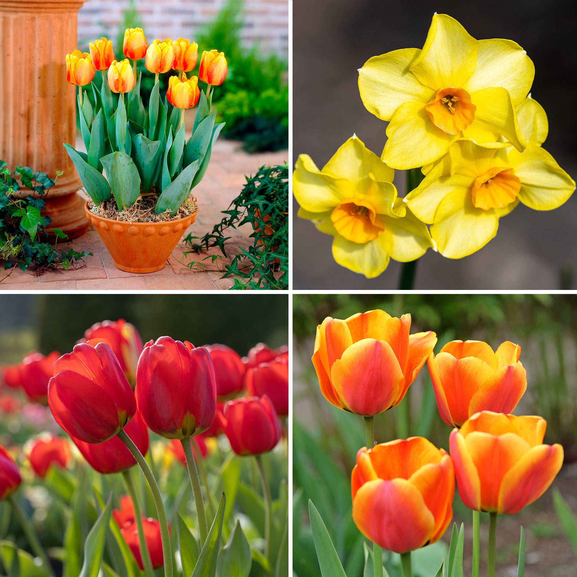 Bakker Bulbes printemps jaune orange sachet 24 floraison