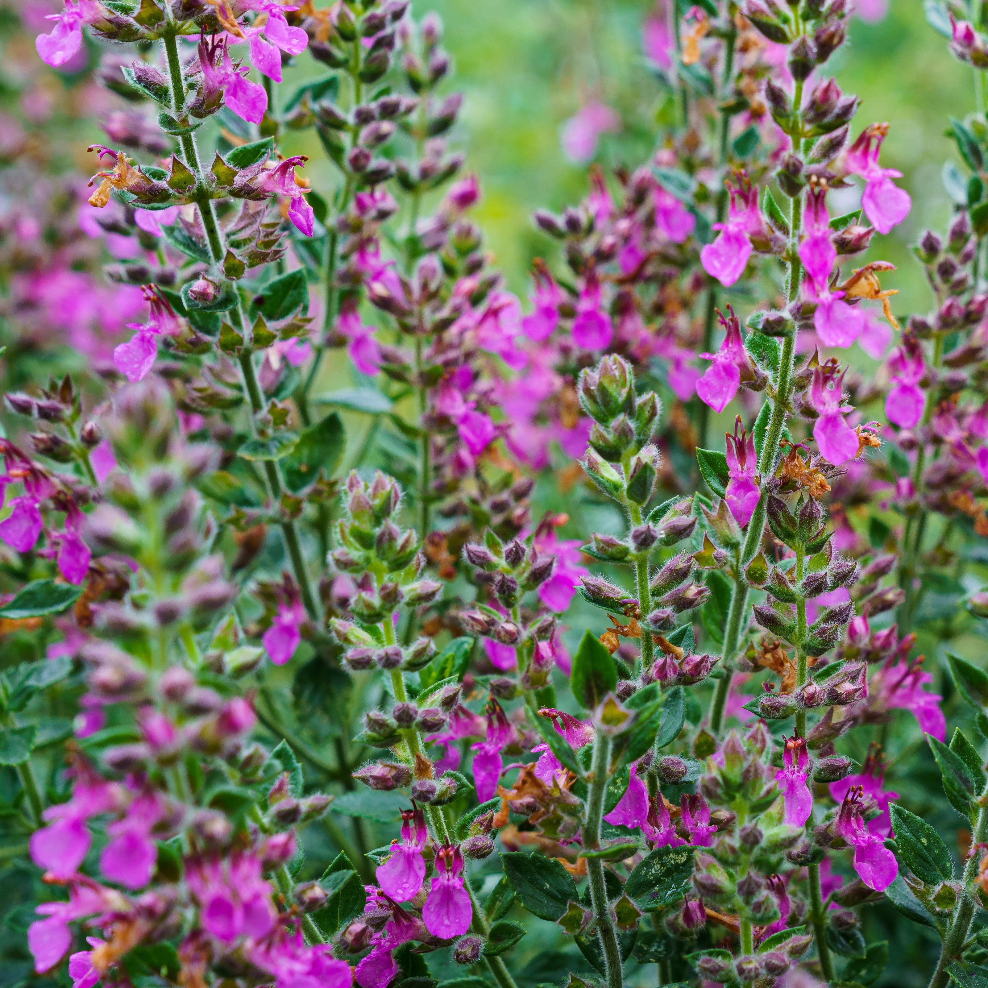 Bakker Germandrée Teucrium plante vivace pot 9cm fuchsia