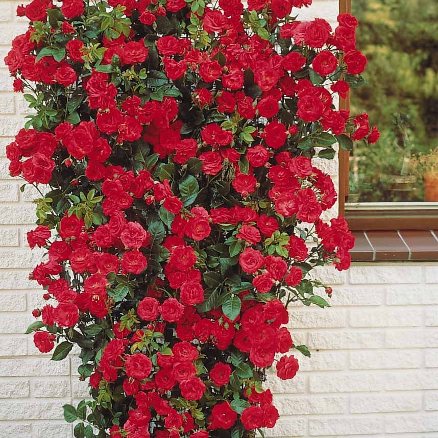 Bakker Rosiers grimpant rouge racine nue 2 branches