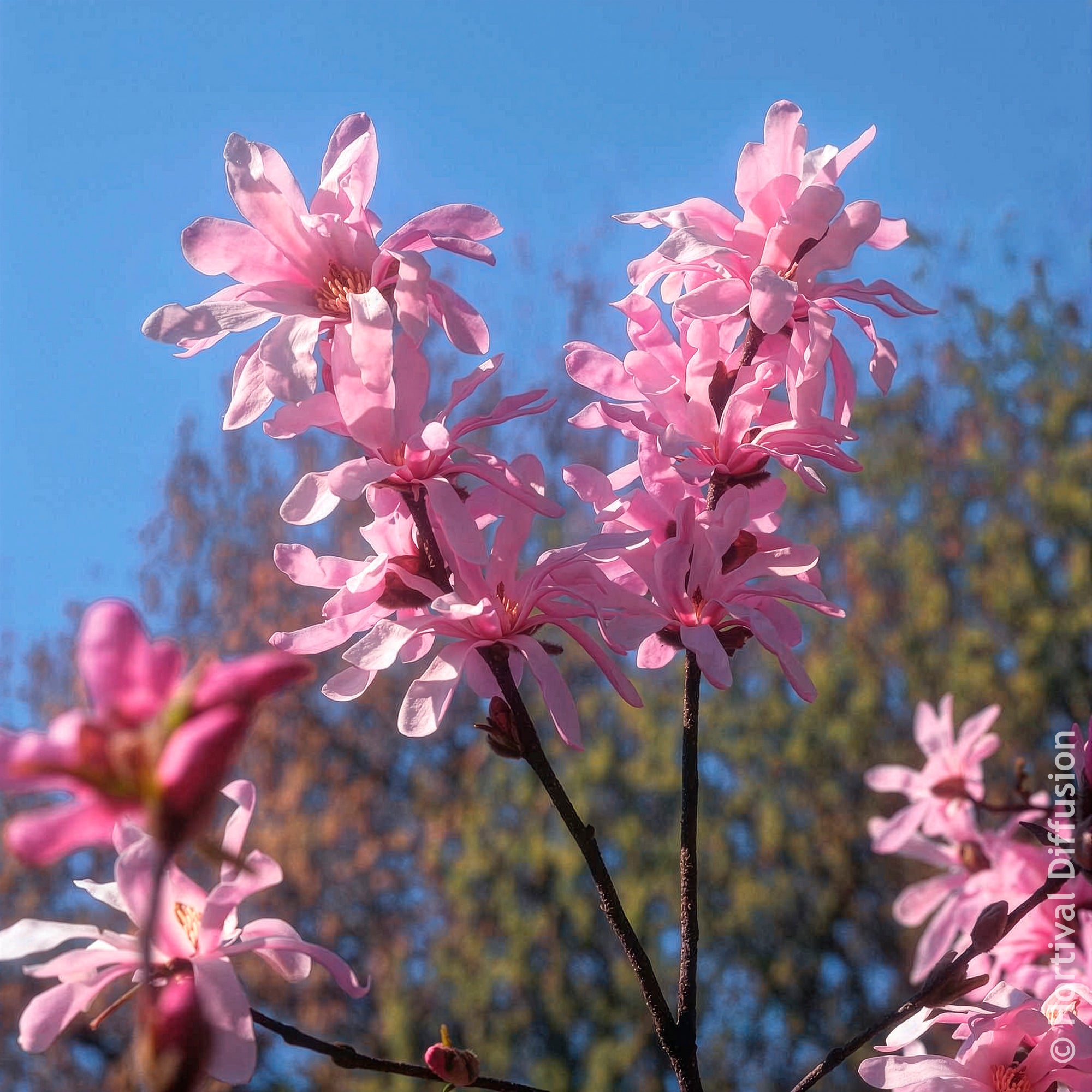 Bakker Magnolia Leonard Messel arbuste pot 4,5L rose