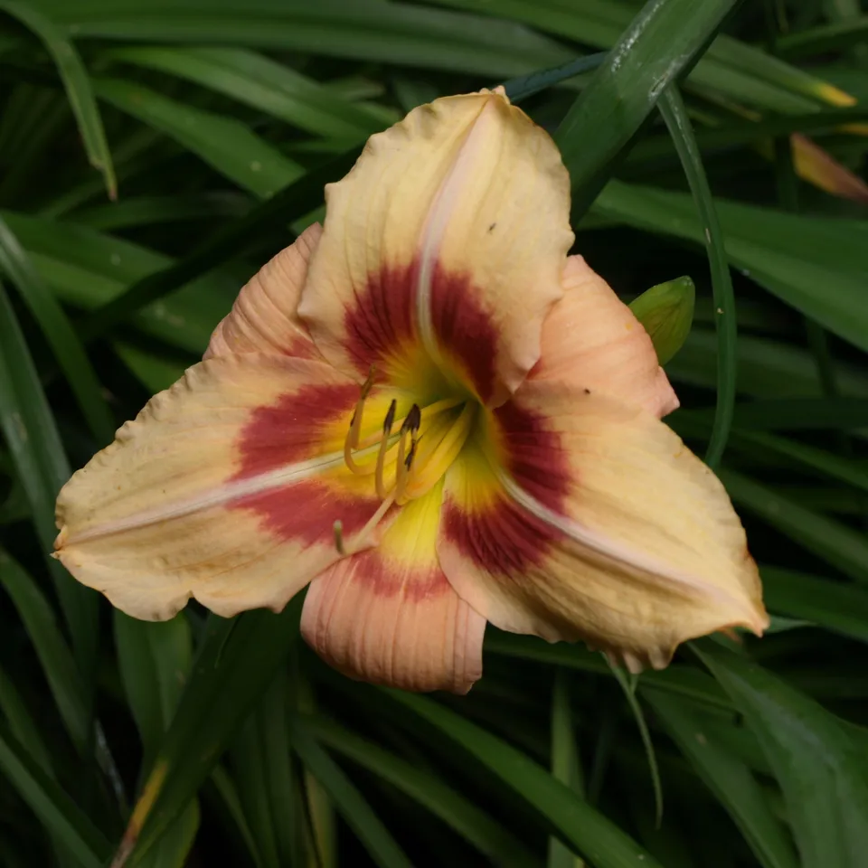 Passion Vivaces Hemerocallis Streaker hémérocalle pot 1L remontante