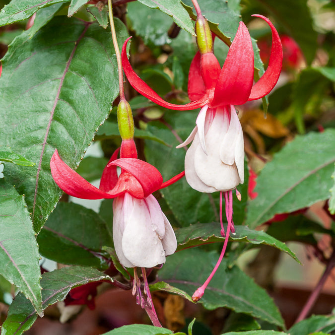 Bakker Fuchsias rustiques mélange terrasse 6 pots 9cm
