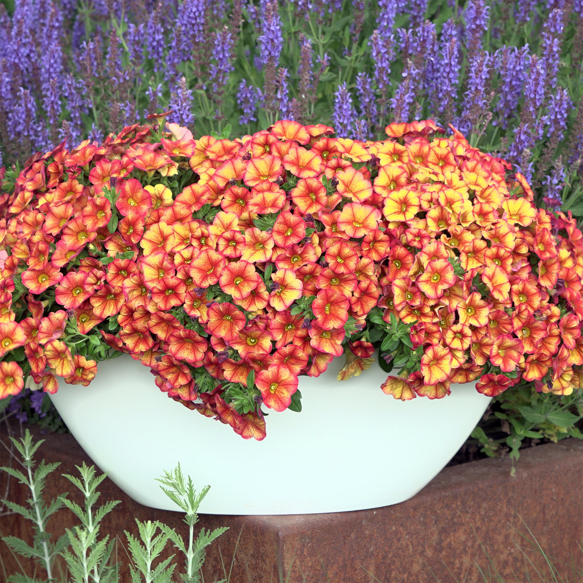 Bakker Mini-pétunia orange plante retombante 3 pots Ø 10,5cm